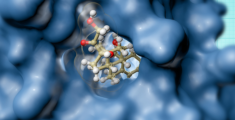 In Vitro Anti-Tumor Drug Screening